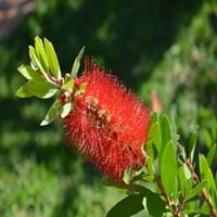 bottlebrush