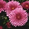 Chrysanthemum1