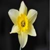 Daffodil1