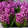 Hyacinth1