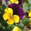 Pansy2