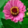 Zinnia3